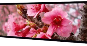 Monitor LCD de 37” Ultra-Wide
